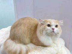 -爱洗澡的猫(望京店)