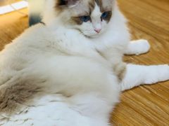 -COLOR PETS 撸猫馆·购猫·猫咖(长风大悦城店)