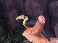 -正佳雨林生态植物园