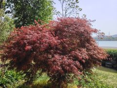 -羊山湖公园