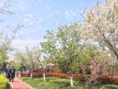 -高东镇樱花园