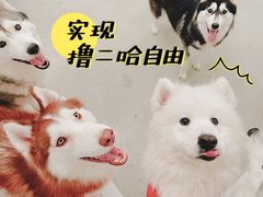 -星多哈·狗咖·拼豆·咖啡