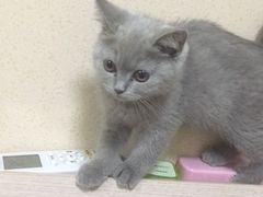 -猫大福·Fortune Cat猫舍(百子湾店)