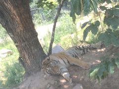 -西安秦岭野生动物园