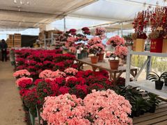-龙大花卉苗木市场