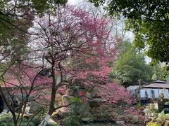 -杭州植物园