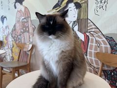 -Let's go狗咖·猫咖·奶狗·桌游(春熙路IFS店)