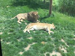 -北京野生动物园