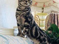 -猫大福·Fortune Cat猫舍(百子湾店)
