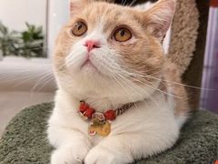 -Bastet sally猫舍购宠(静安店)