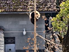 -中国大熊猫保护研究中心雅安碧峰峡基地