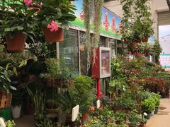 -龙大花卉苗木市场