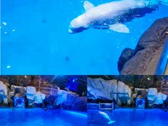 -海合安青岛极地海洋公园