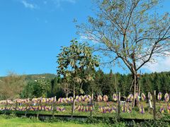 -武陵山森林公园