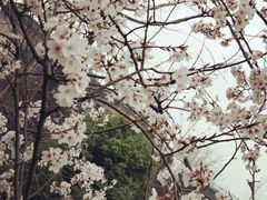 -武汉大学-樱园