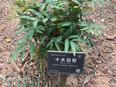 -东莞植物园