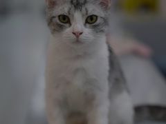 -糯米喵星人·撸猫猫舍咖啡馆(西市场嘉华店)