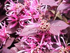 -小七碳火烧烤(越溪店)