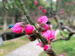-桃花涧