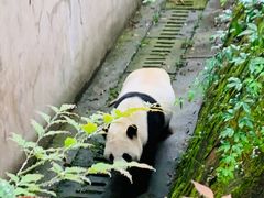 -熊猫厨房
