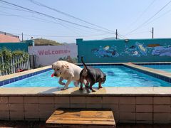 -趣玩宠物乐园寄养训犬训狗游泳池