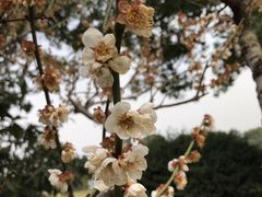 -雨花胜境