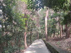 -铁山坪森林公园