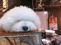 -more than meow吴止猫主题餐厅(承德 中船汇店)