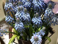 -双季花艺园艺市场(浦东店)