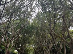-鼓浪屿内厝澳码头(轮渡站)
