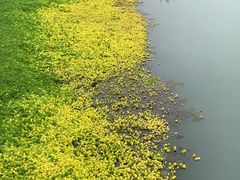 -桤木河湿地公园