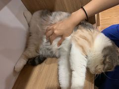 大肥猫-藦茜花园宠物主题亲子互动体验馆(国顺东路店)