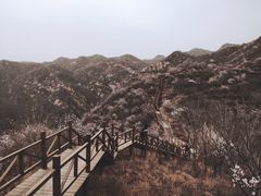 -大岭沟猕猴桃谷风景区