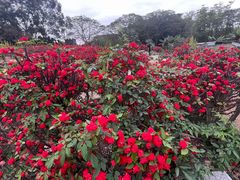 -松山湖梦幻百花洲