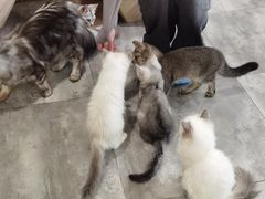 -楼上猫咖(罗湖店)