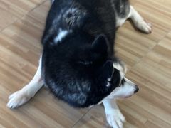 -喵小馆·猫咖狗咖猪咖·饮品店