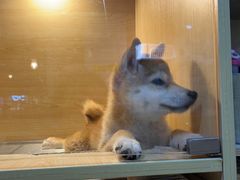 -南京Hallo宠物乐园·哈罗犬舍·柴犬繁育基地
