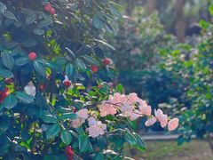 -深圳国际园林花卉博览园