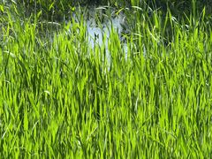 -西湖风景区-江洋畈生态公园