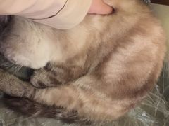 -猫色咖啡·猫咖