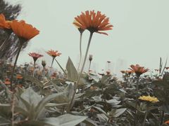 -扬州天乐湖嬉乐谷
