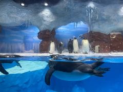 -海合安成都极地海洋公园