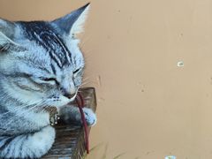 -猫岛主趣味餐厅(鼓浪屿店)