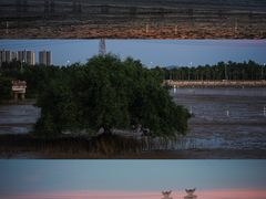 -宝安西湾红树林湿地公园