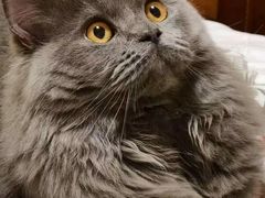 -东方名猫馆·英短金渐层布偶猫舍(环线广场1号楼店)