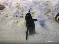 -芜湖新华联大白鲸海洋公园