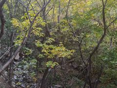 -北京鹫峰国家森林公园