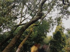 景点-重庆平顶山公园