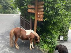 -巴倒烫陆派火锅山庄(南山总店)