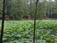 -南宁良凤江国家森林公园